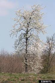 Attēlu rezultāti vaicājumam “Pyrus pyraster”