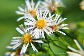 Image result for Aster lanceolatus