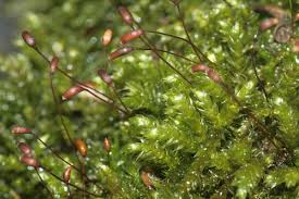 Attēlu rezultāti vaicājumam “Sciuro-hypnum curtum sporophyte”