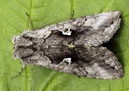 Attēlu rezultāti vaicājumam “Syngrapha interrogationis”