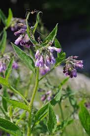 Attēlu rezultāti vaicājumam “Symphytum officinale”