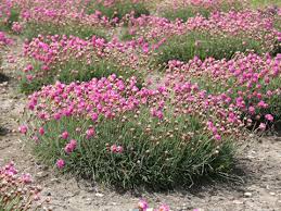 Attēlu rezultāti vaicājumam “Armeria vulgaris”