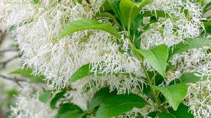 Attēlu rezultāti vaicājumam “Chionanthus virginicus flower”