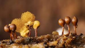 Attēlu rezultāti vaicājumam “Hemitrichia decipiens stalked”