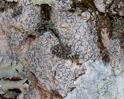 Attēlu rezultāti vaicājumam “Graphis scripta”