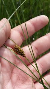 Attēlu rezultāti vaicājumam “Carex lasiocarpa male flower”