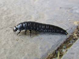 Attēlu rezultāti vaicājumam “Silphidae”