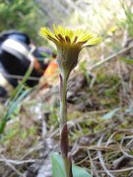 Attēlu rezultāti vaicājumam “Tussilago farfara flower”