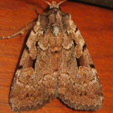 Attēlu rezultāti vaicājumam “Badhamiopsis scripta sessile”