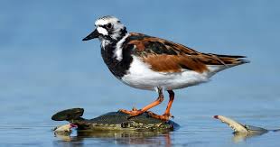 Attēlu rezultāti vaicājumam “Arenaria interpres adult”