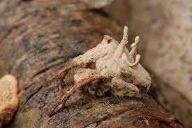 Attēlu rezultāti vaicājumam “Torrubiella arachnophila”