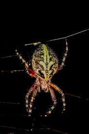 Attēlu rezultāti vaicājumam “Aculepeira ceropegia”