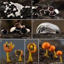 Attēlu rezultāti vaicājumam “Craterium leucocephalum stalked”