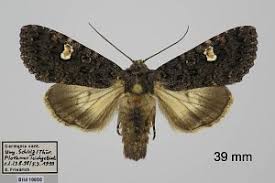 Attēlu rezultāti vaicājumam “Melanchra persicariae imago”