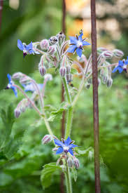 Image result for Borago officinalis