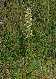 Attēlu rezultāti vaicājumam “Platanthera bifolia”