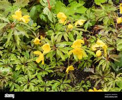 Attēlu rezultāti vaicājumam “Anemone ranunculoides leaf”