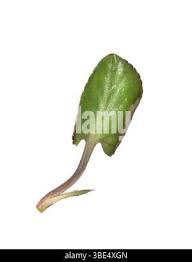 Attēlu rezultāti vaicājumam “Viola rupestris leaf”