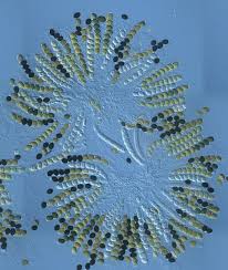 Attēlu rezultāti vaicājumam “Sordaria fimicola”