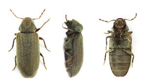 Attēlu rezultāti vaicājumam “Anobium pertinax”