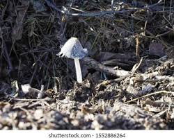 Attēlu rezultāti vaicājumam “Mycena pseudocorticola”