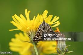 Attēlu rezultāti vaicājumam “Callistege mi”