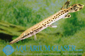 Image result for Atractosteus spatula