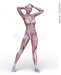 女人体|女性人体模型 イラスト素材 [ 5480518 ] - フォトライブラリー ...