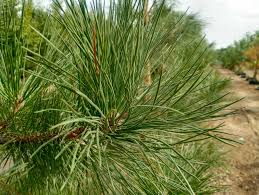 Attēlu rezultāti vaicājumam “Pinus ponderosa”