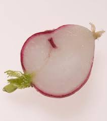 Attēlu rezultāti vaicājumam “Raphanus raphanistrum fruit”