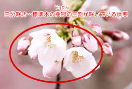 「桜さんご」の画像検索結果
