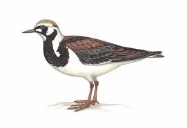 Attēlu rezultāti vaicājumam “Arenaria interpres”