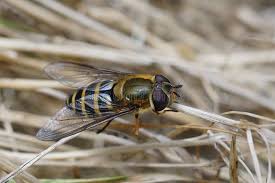 Attēlu rezultāti vaicājumam “Syrphus torvus”