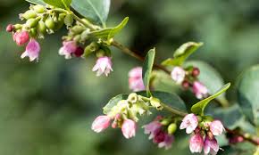 Attēlu rezultāti vaicājumam “Symphoricarpos albus flower”