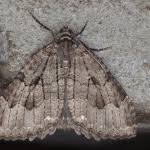 Attēlu rezultāti vaicājumam “Triphosa dubitata”