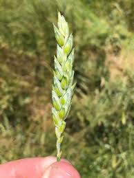 Attēlu rezultāti vaicājumam “Triticum aestivum”