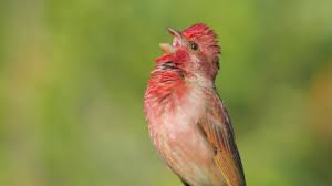 Attēlu rezultāti vaicājumam “Carpodacus erythrinus adult”