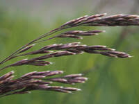 Attēlu rezultāti vaicājumam “Deschampsia cespitosa bud”