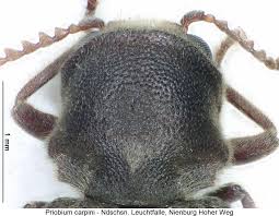 Attēlu rezultāti vaicājumam “Priobium carpini”