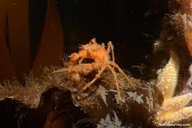 Image result for Hyas coarctatus