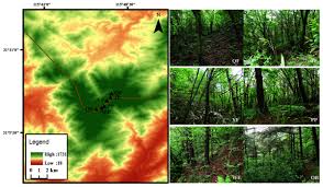 Attēlu rezultāti vaicājumam “Trichia contorta young”