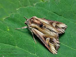 Attēlu rezultāti vaicājumam “Actinotia polyodon”