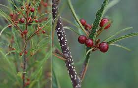 Attēlu rezultāti vaicājumam “Frangula alnus leaf”