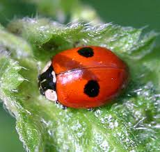 Attēlu rezultāti vaicājumam “Adalia bipunctata”