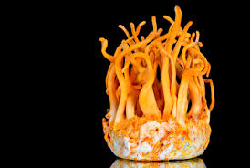 Attēlu rezultāti vaicājumam “Cordyceps militaris”