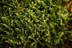 Attēlu rezultāti vaicājumam “Pleurozium schreberi sporophyte”