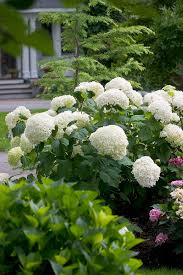 Attēlu rezultāti vaicājumam “Hydrangea”