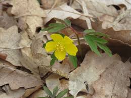Attēlu rezultāti vaicājumam “Anemone ranunculoides”