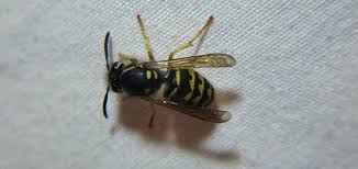 Attēlu rezultāti vaicājumam “Hoplia parvula imago”