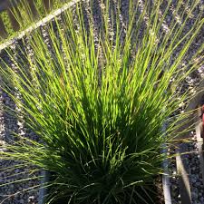 Attēlu rezultāti vaicājumam “Carex elongata”